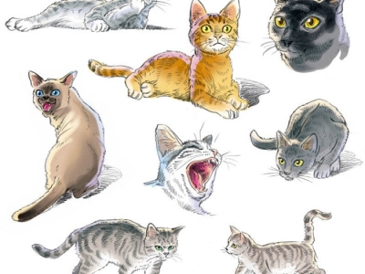 Cats illustration