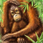 Orang utan