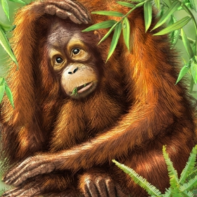Orang utan